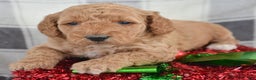 Goldendoodle dogs for sale: Mini Goldendoodle Puppy 5 Eva - Ad 2
