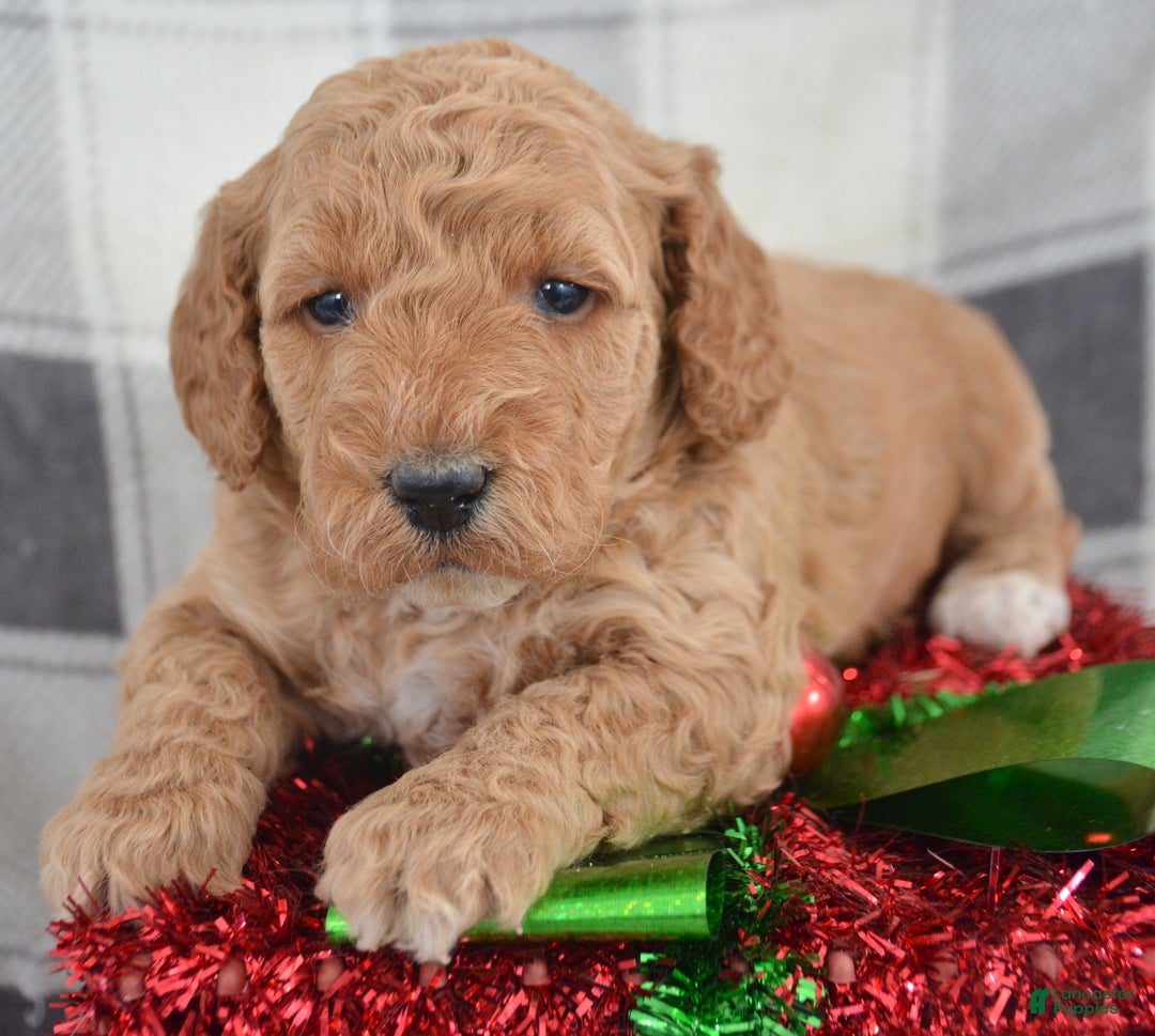 Goldendoodle dogs for sale: Mini Goldendoodle Puppy 5 Eva - Ad 2