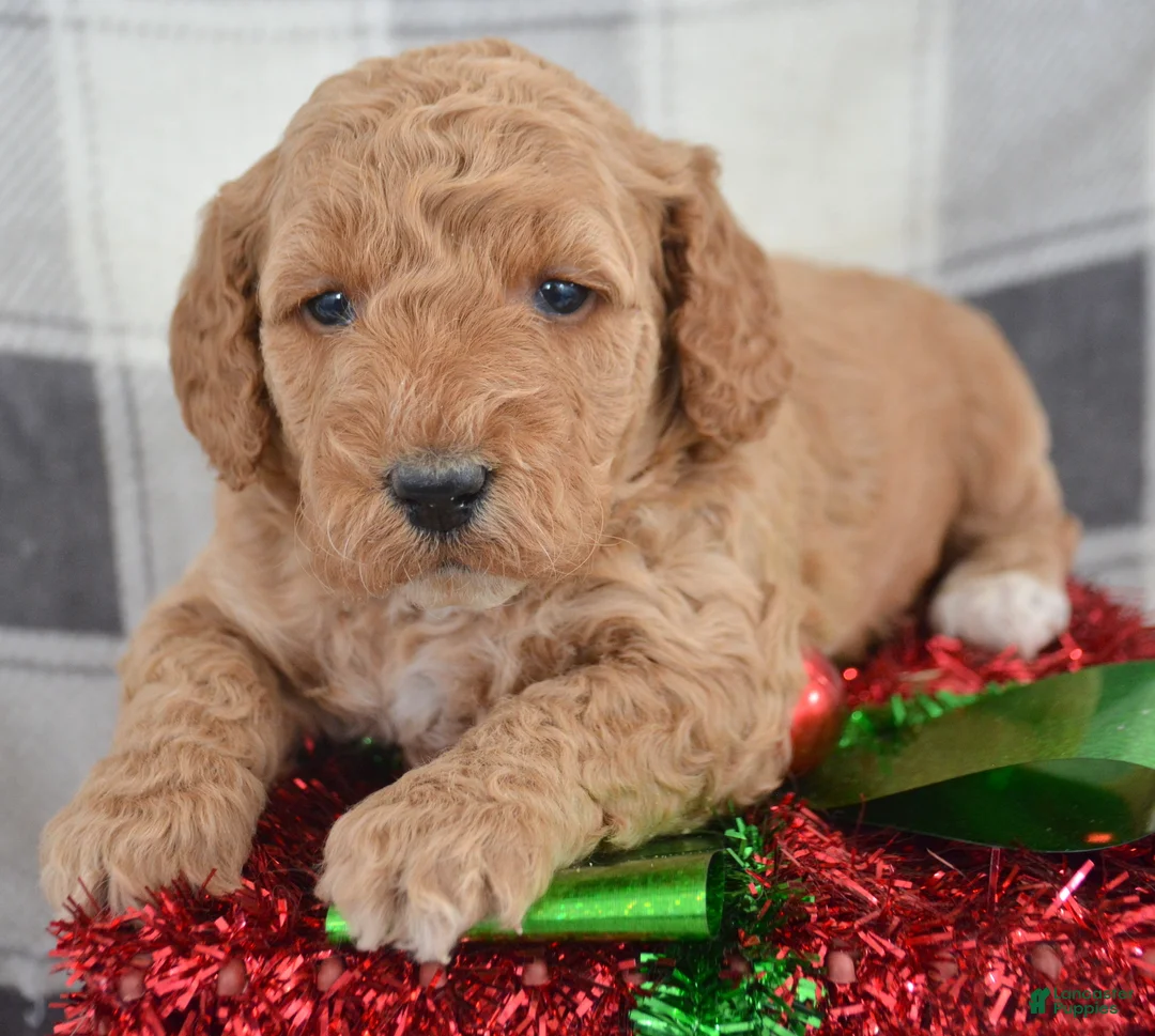Goldendoodle dogs for sale: Mini Goldendoodle Puppy 5 Eva - Ad 7