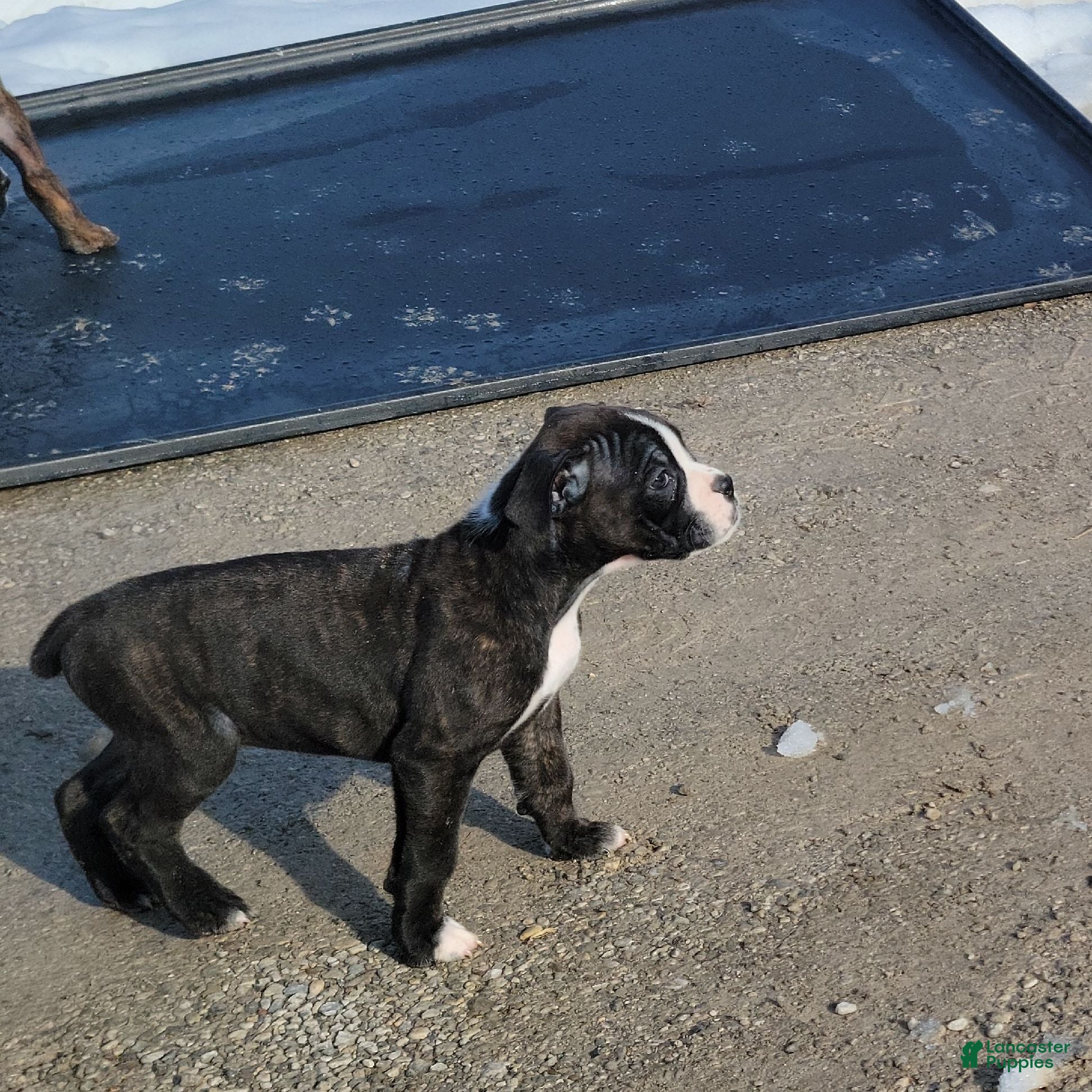 Boxer dogs 🌷 TULIP - Ad 1