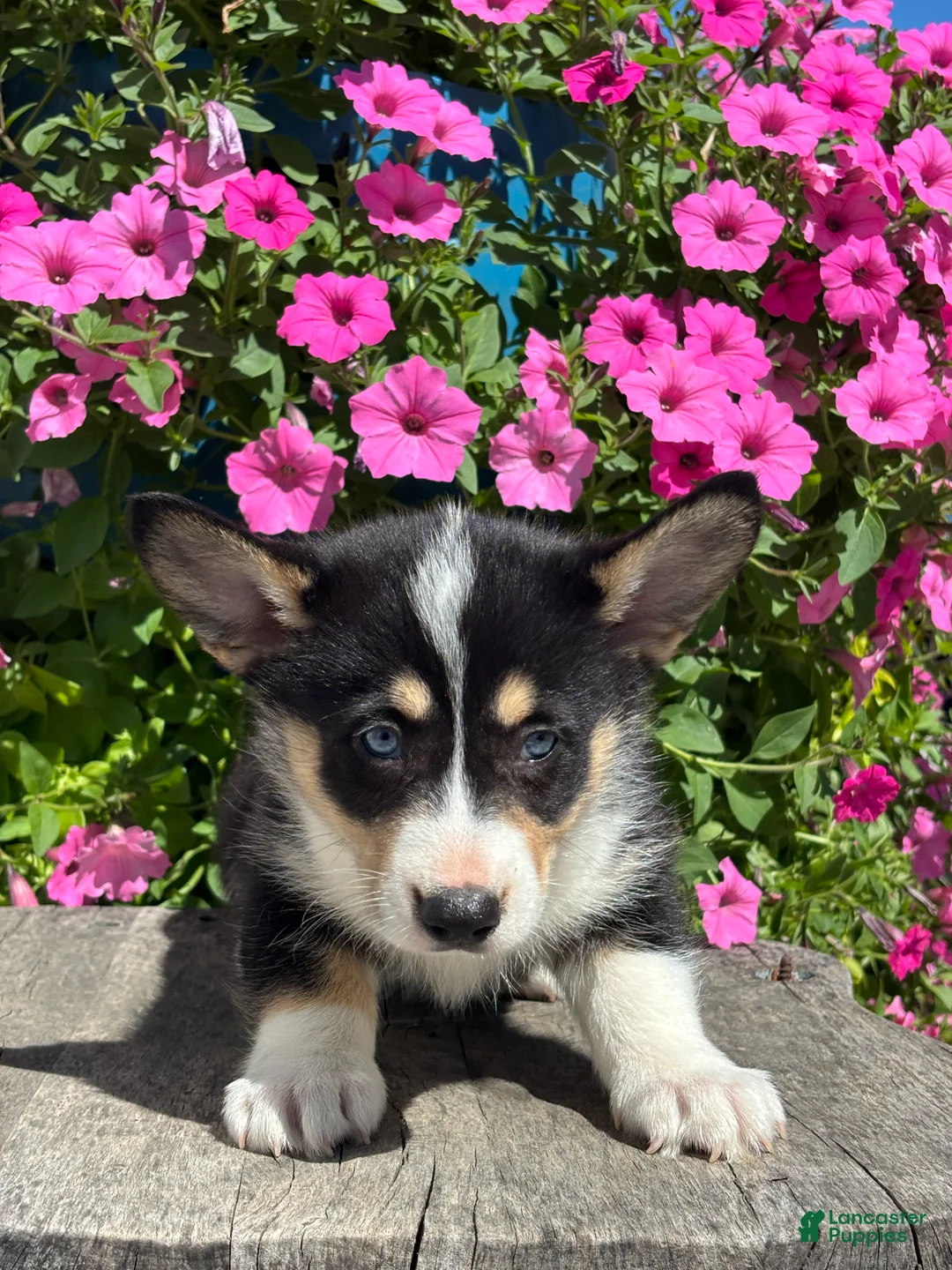 Mixed Breed dogs for sale: Riley - Ad 3