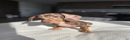 Miniature Dachshund dogs for sale: Miniature Dachshund 1 - Ad 4