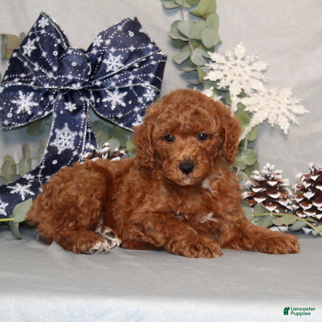 Miniature Poodle dogs for sale: Quest - Ad 2