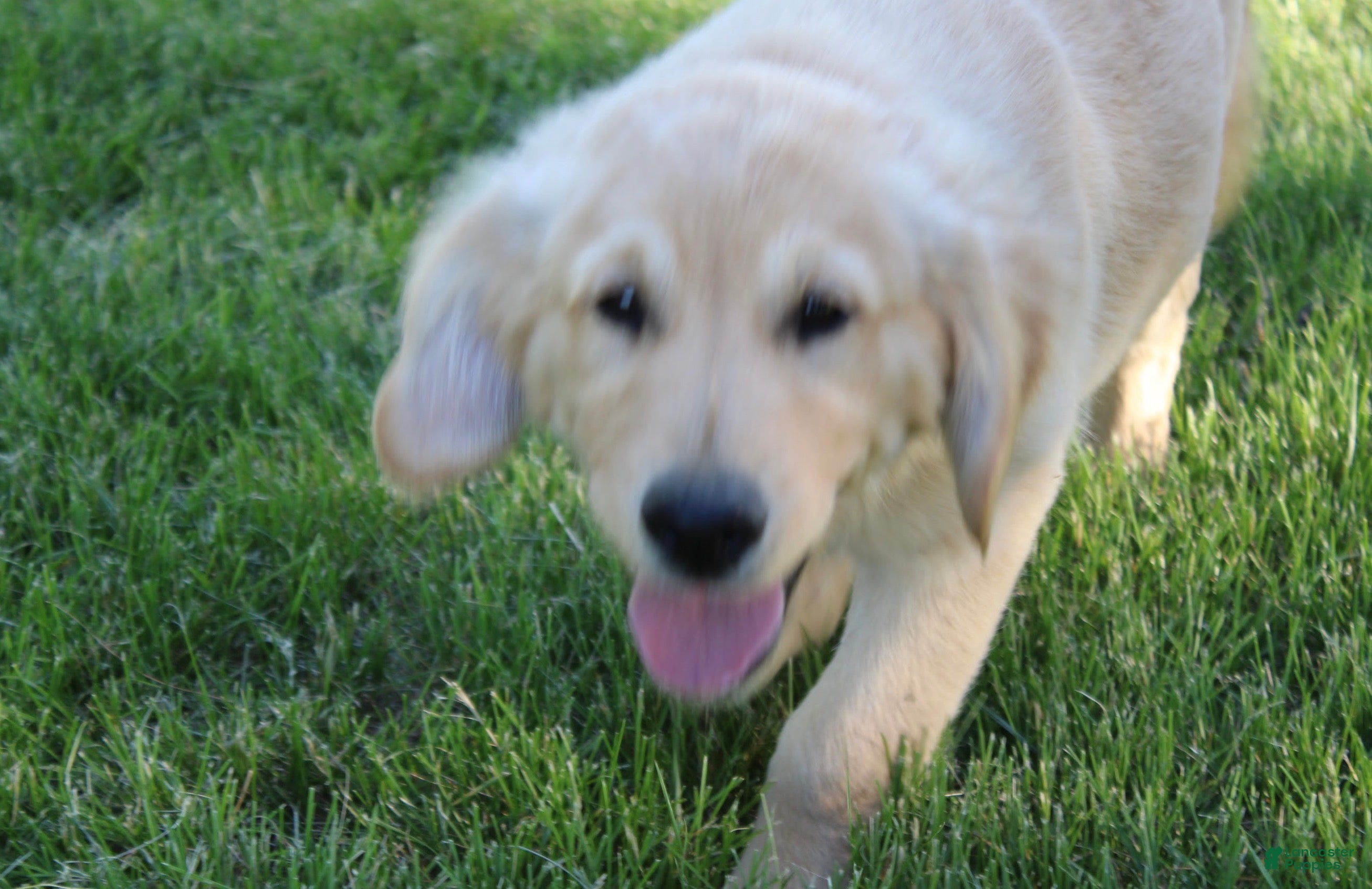 Golden Retriever dogs TRAINED Ben the Golden Retriever Puppy  - Ad 2