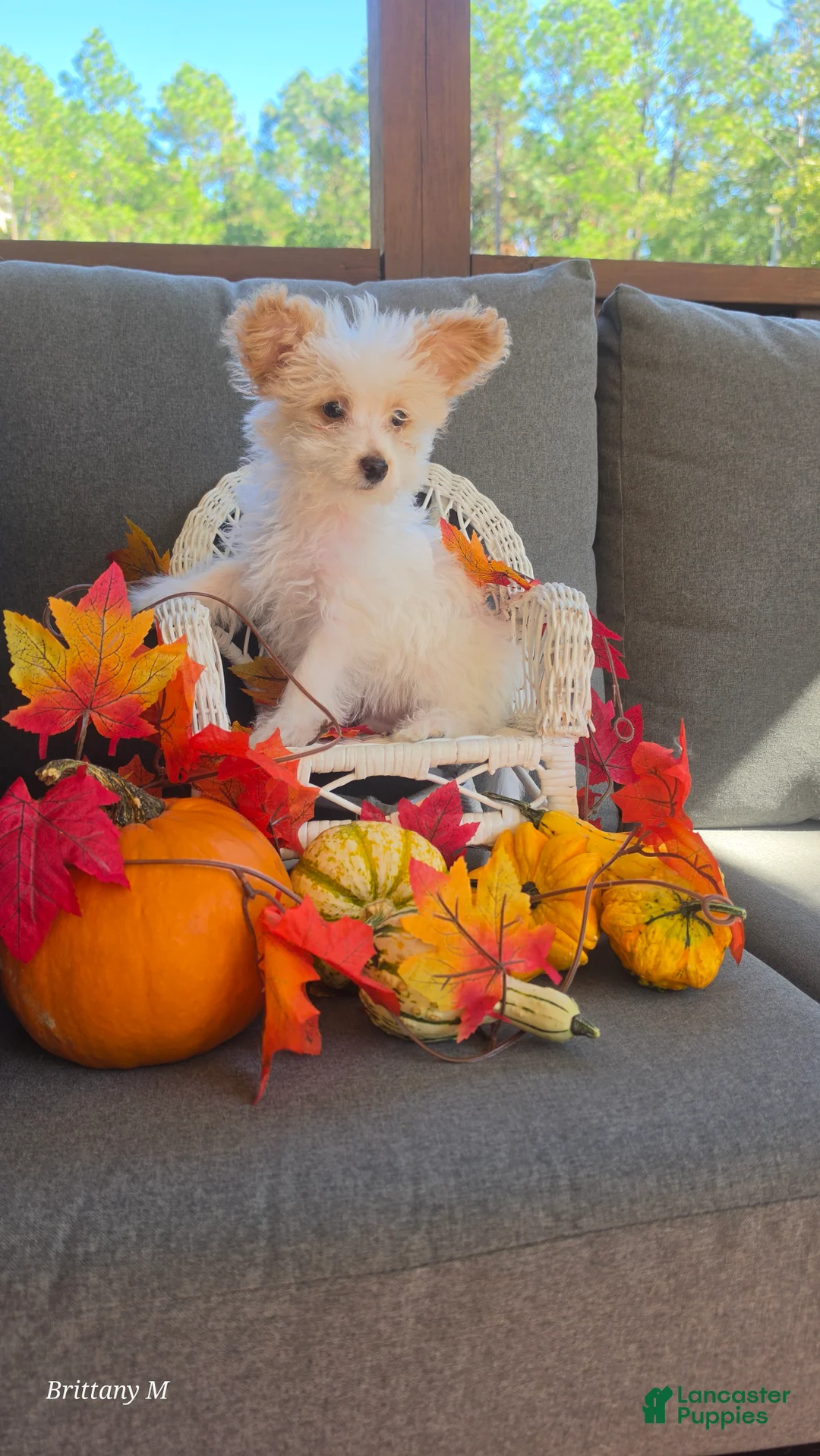 Yorkiepoo dogs for sale: Yorkiepoo 1 - Ad 2