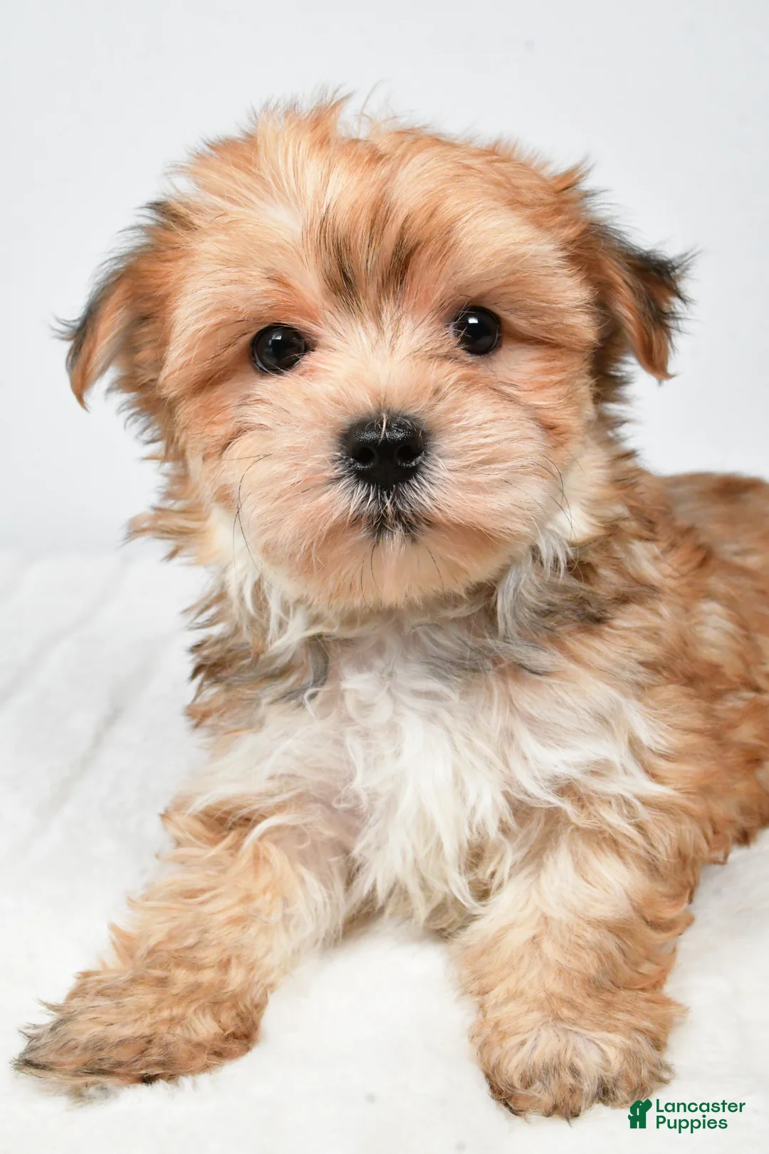 Morkie dogs for sale: Molly - Ad 2