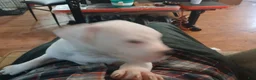 American Bulldog dogs for sale: Trudy - Ad 3