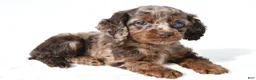 Cockapoo dogs for sale: Joy - Ad 7
