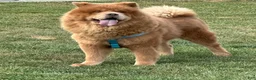 Chow Chow dogs for sale: Grizzly  - Ad 6