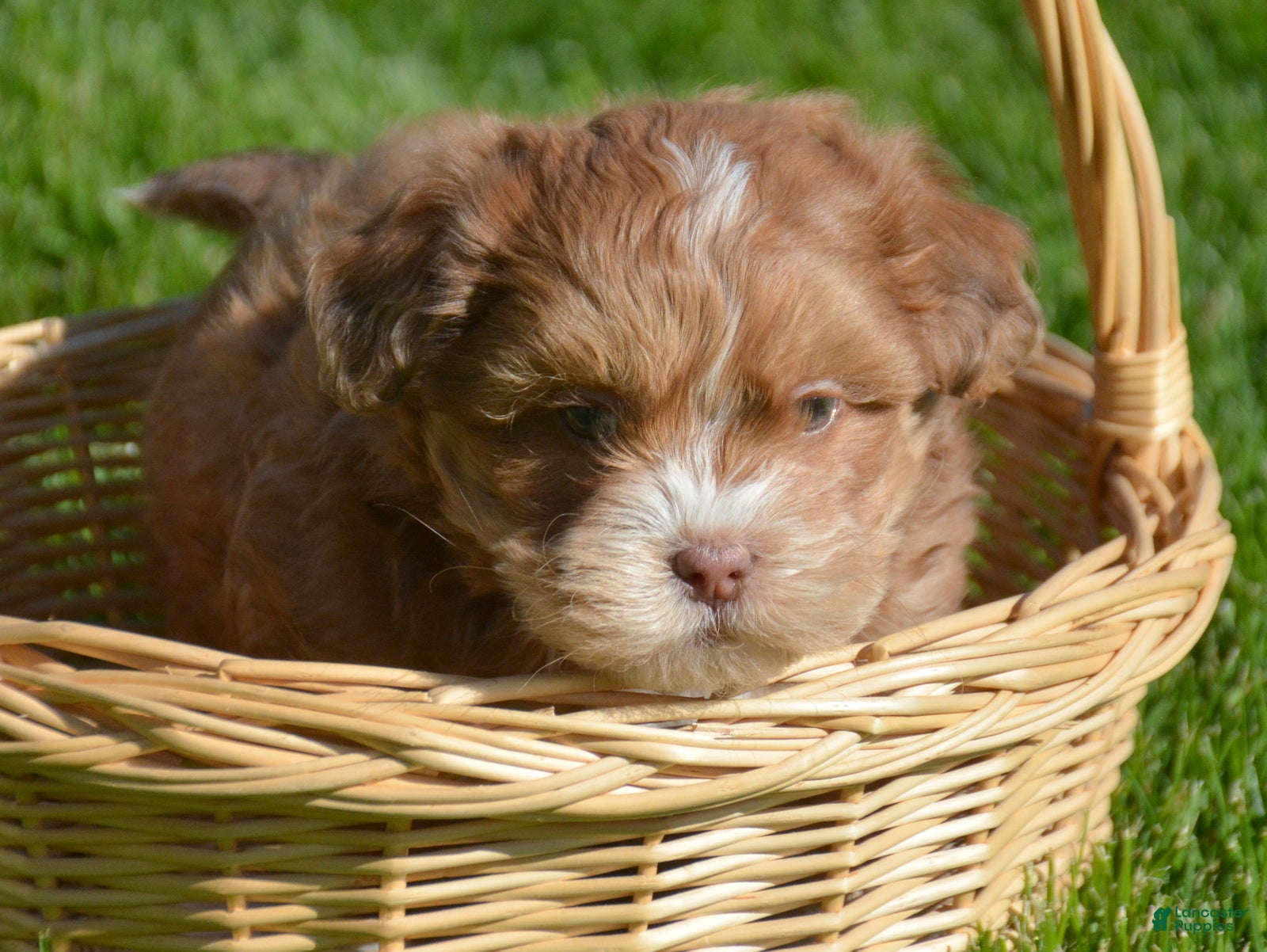 Shihpoo dogs Shihpoo Sam - Ad 29