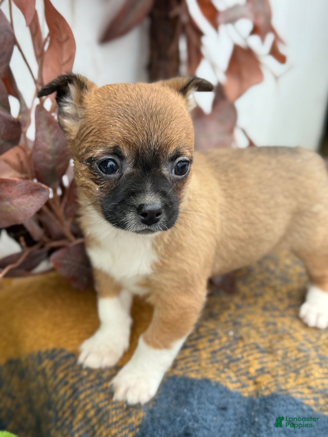 Chihuahua dogs for sale: Bandit - Ad 14
