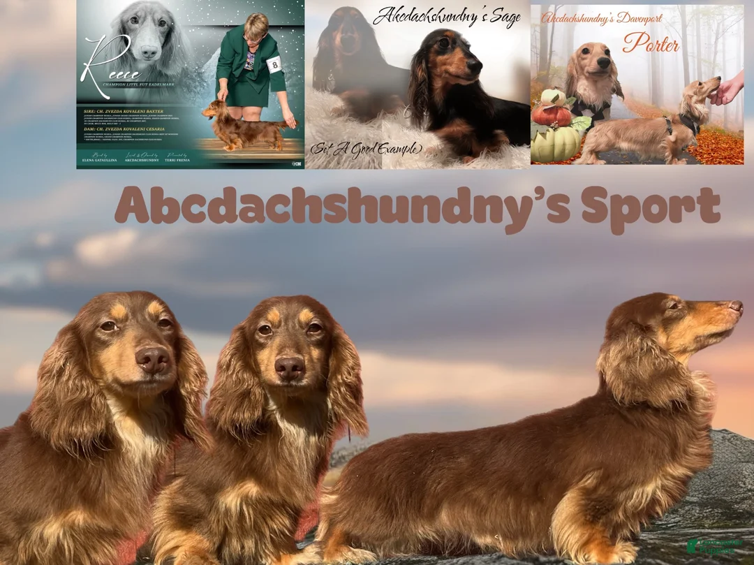 Miniature Dachshund dogs for sale: Russian. Pra clear should carry cream akc - Ad 6