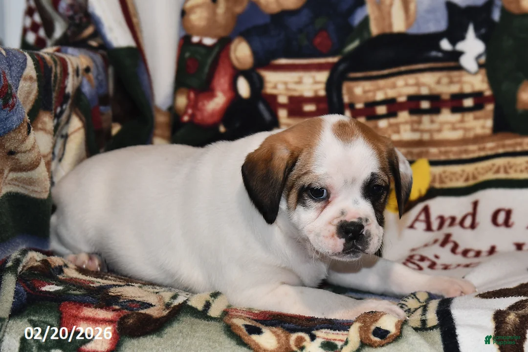 Mixed Breed dogs for sale: Jake - Ad 4