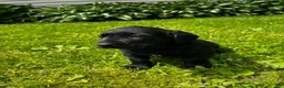 Labrador Retriever dogs for sale: Phillipe - Ad 6