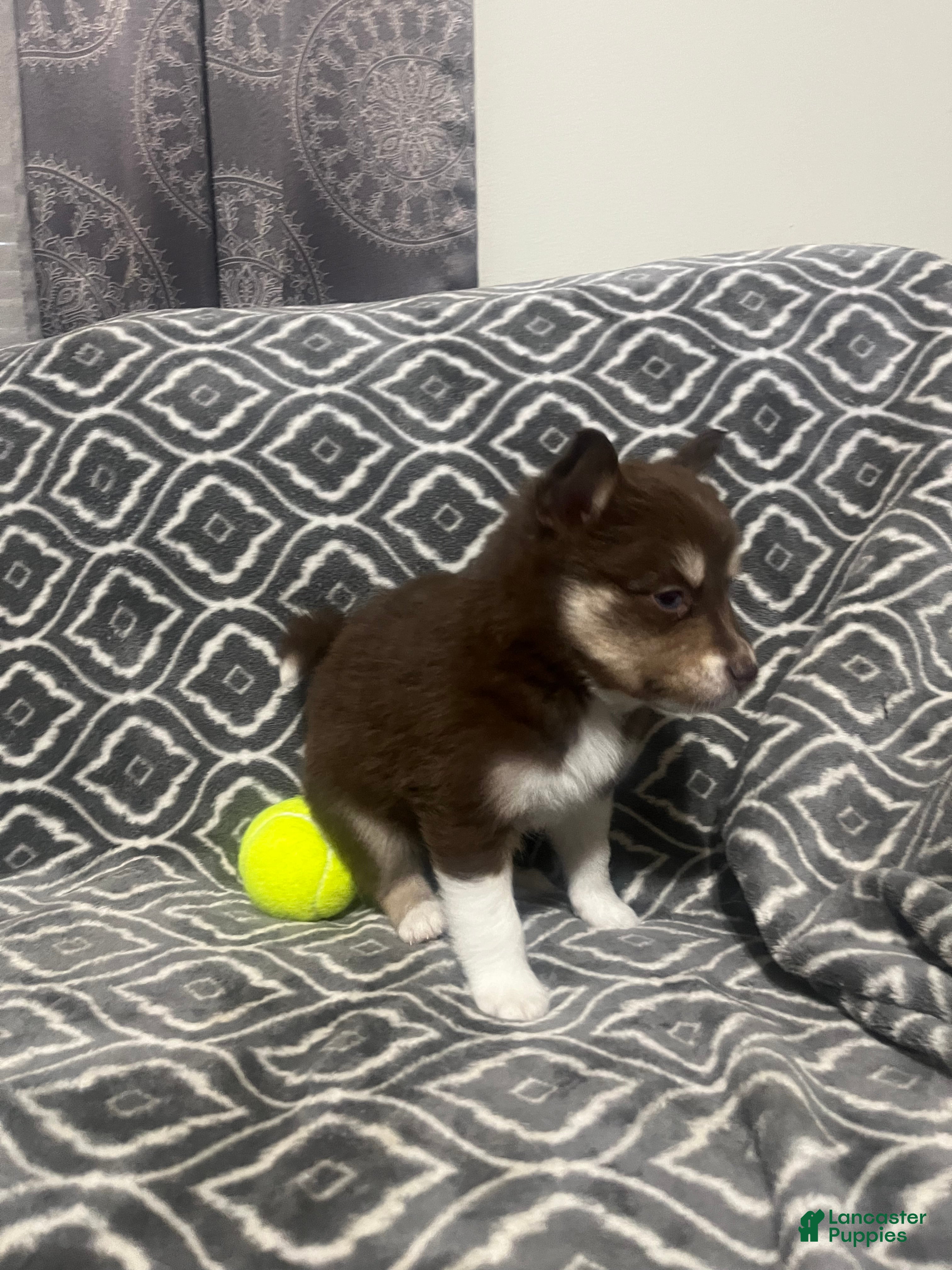 Pomsky dogs Arther  - Ad 3