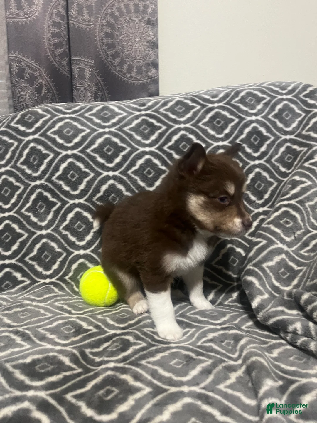 Pomsky dogs for sale: Arther  - Ad 1