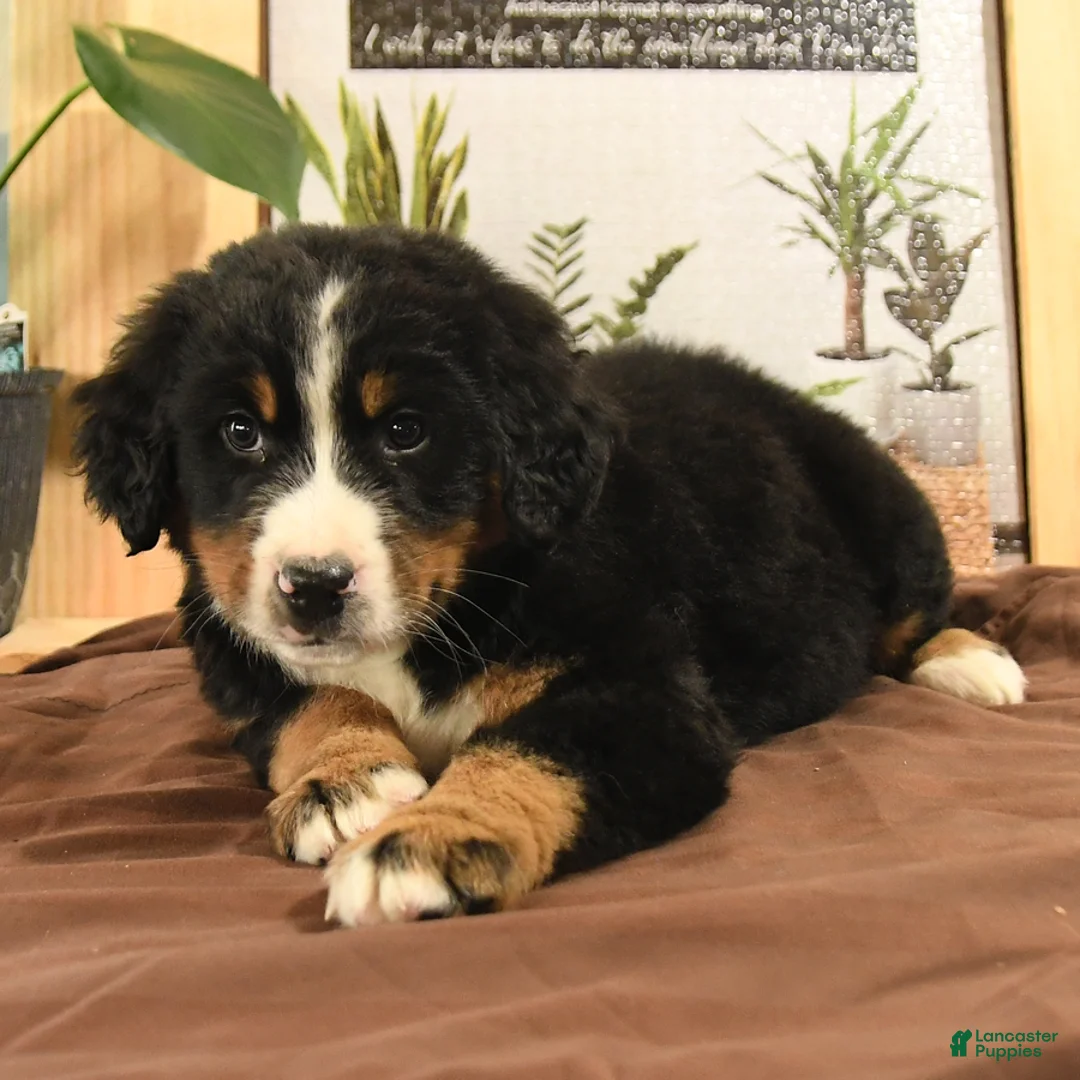 Bernedoodle dogs for sale: Rambo - Ad 3