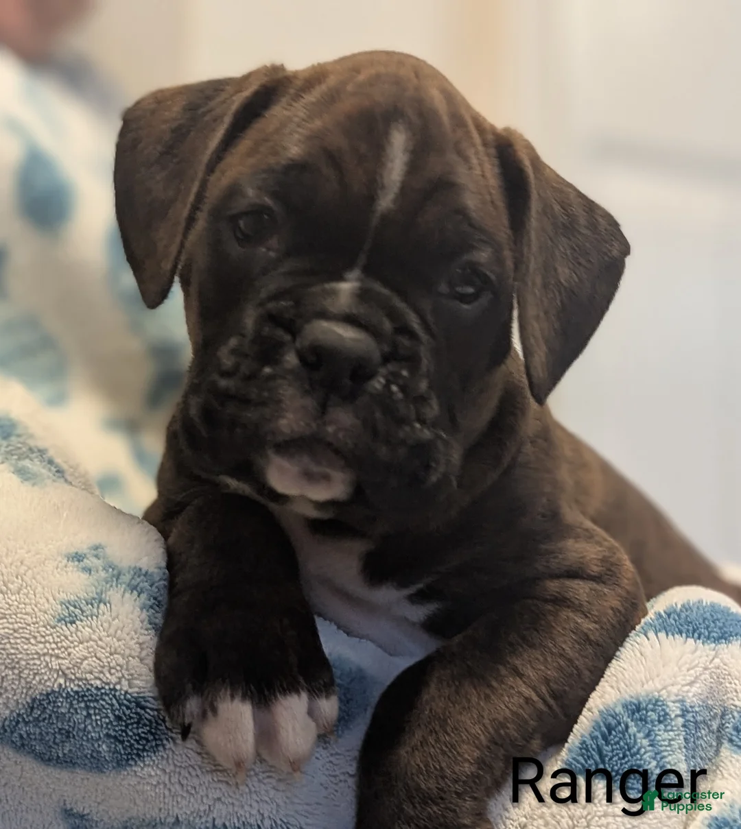 Boxer dogs for sale: Ranger - Ad 1