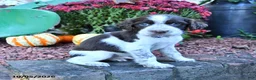 English Springer Spaniel dogs for sale: Buddy - Ad 5
