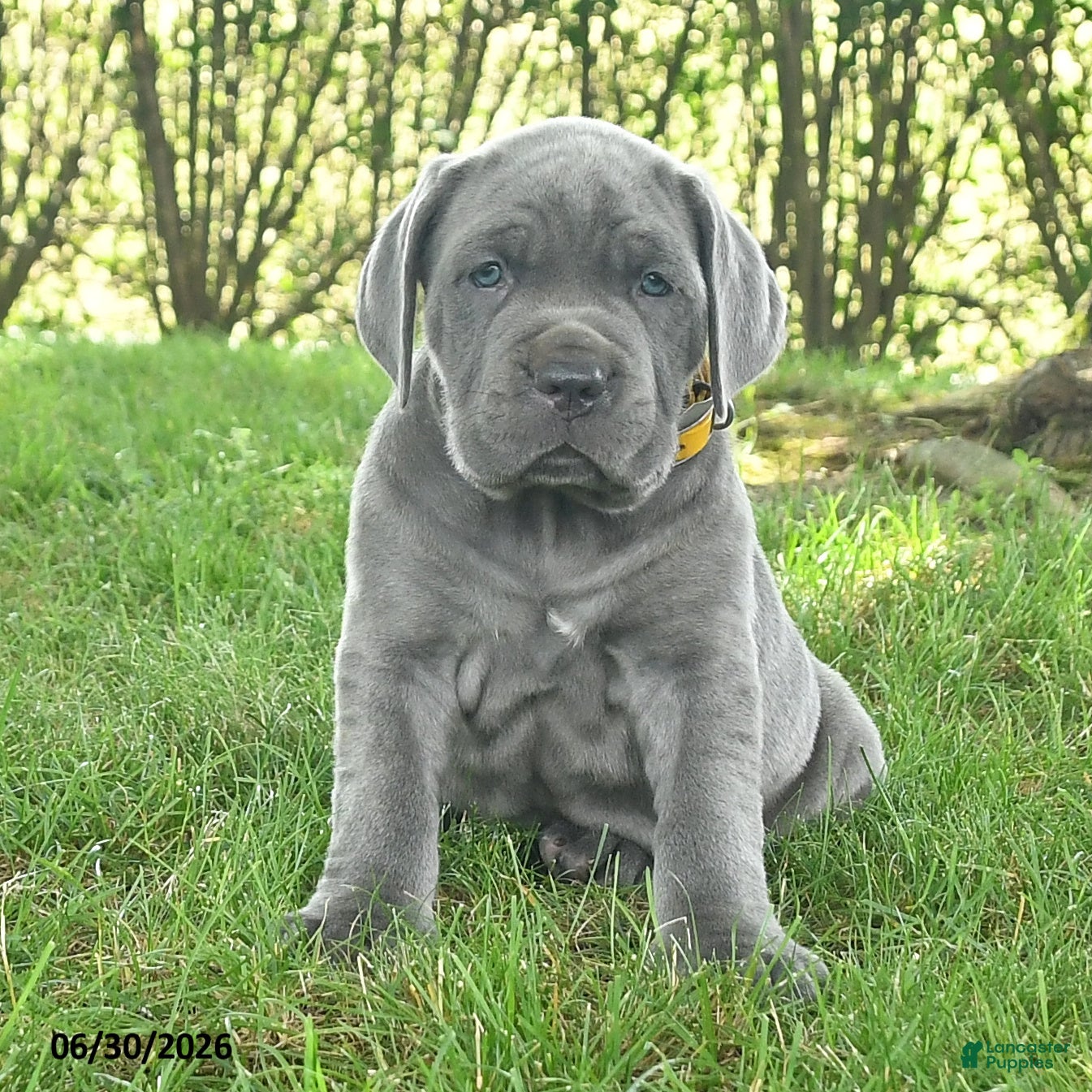 Cane Corso dogs Runner - Ad 2
