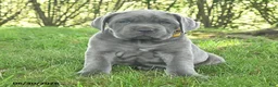Cane Corso dogs for sale: Runner - Ad 2
