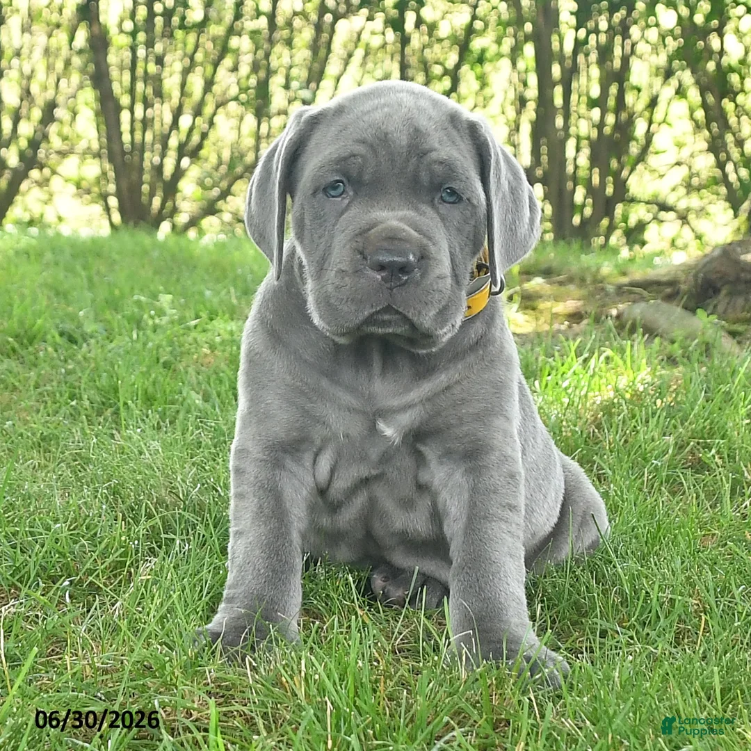 Cane Corso dogs for sale: Runner - Ad 2