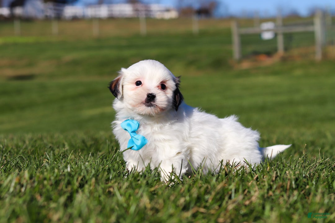 Shihpoo dogs for sale: Leo - Ad 6
