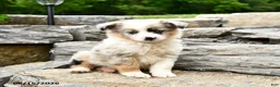 Miniature Australian Shepherd dogs for sale: Rusty - Ad 2
