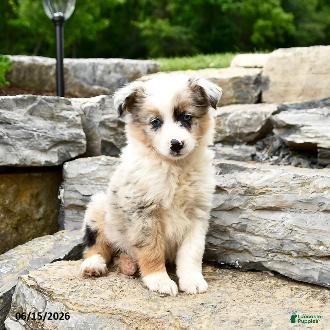 Miniature Australian Shepherd dogs for sale: Rusty - Ad 2