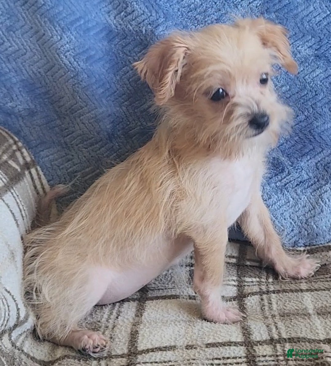 Mixed Breed dogs for sale: Maddie - Ad 9