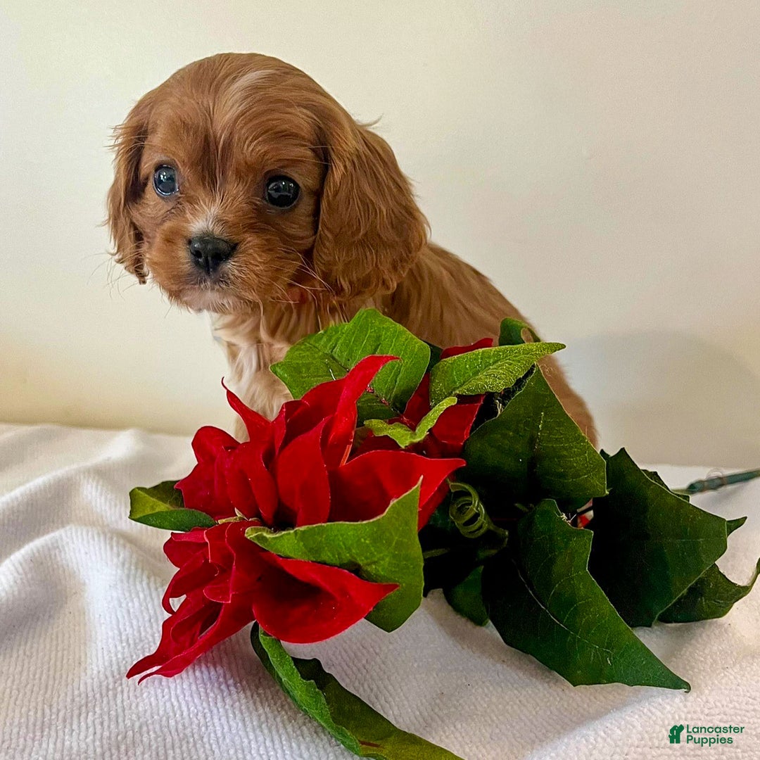 Cavalier King Charles Spaniel dogs for sale: Eddi - Ad 1