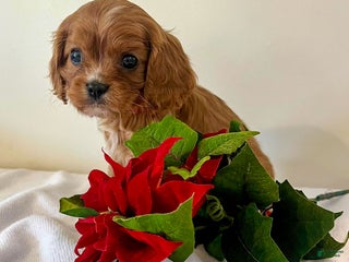 Cavalier King Charles Spaniel dogs Eddi - Ad 39