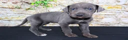 Great Dane dogs for sale: Woogie - Ad 7