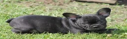 French Bulldog dogs for sale: IGGY  - Ad 1