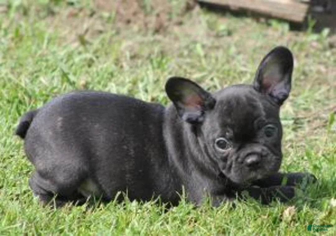French Bulldog dogs for sale: IGGY  - Ad 1