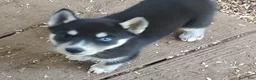 Siberian Husky dogs for sale: Sonya's female 1 - Ad 3