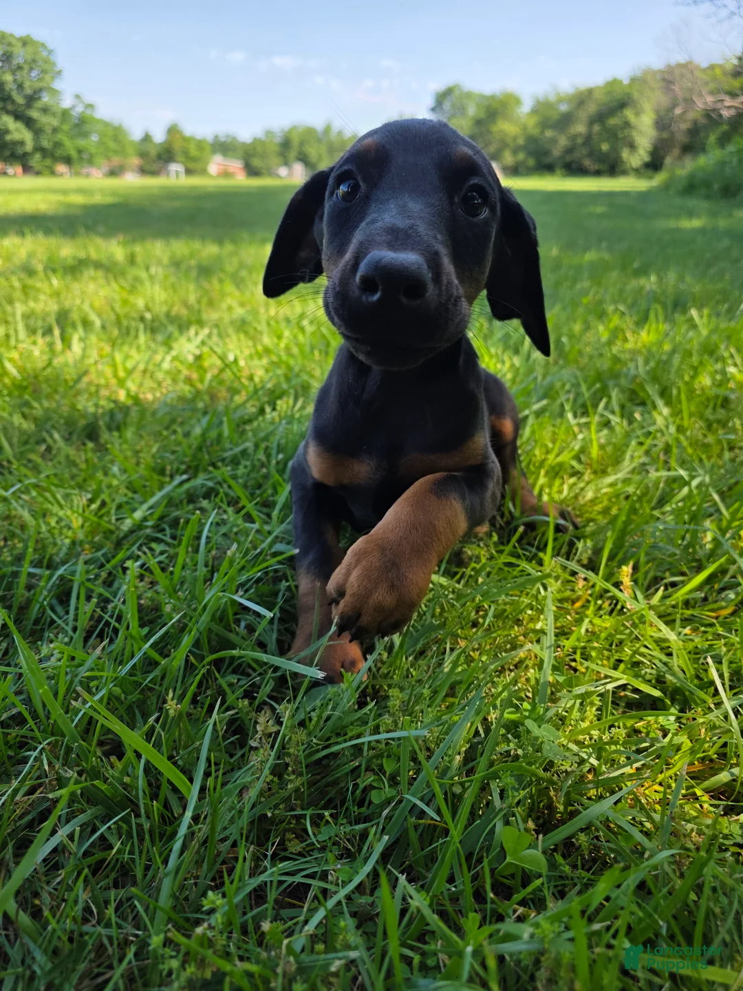 Doberman Pinscher dogs for sale: Doberman Pinscher Puppy 1 - Ad 2