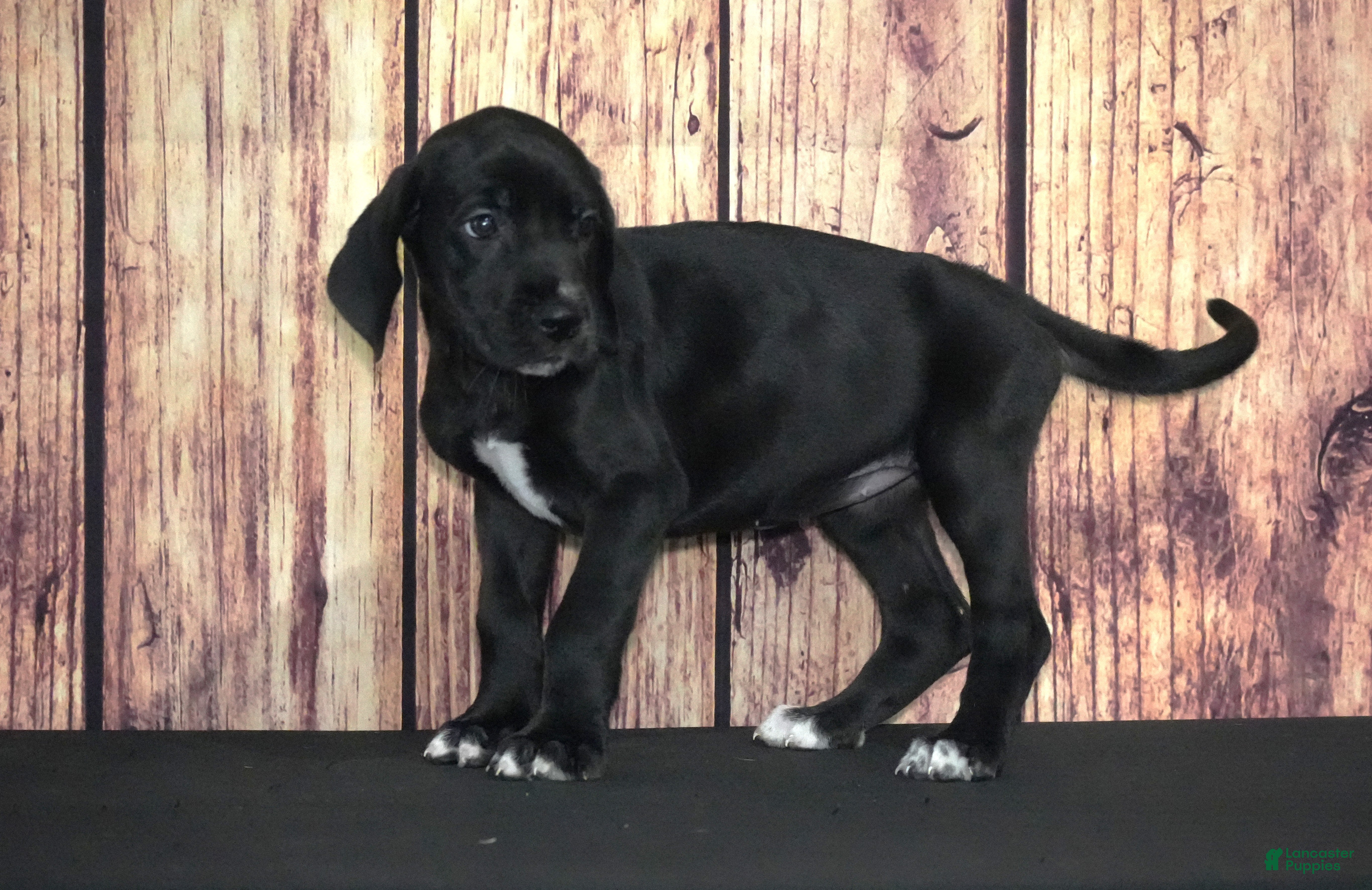 Great Dane dogs Great Dane 6 - Ad 23