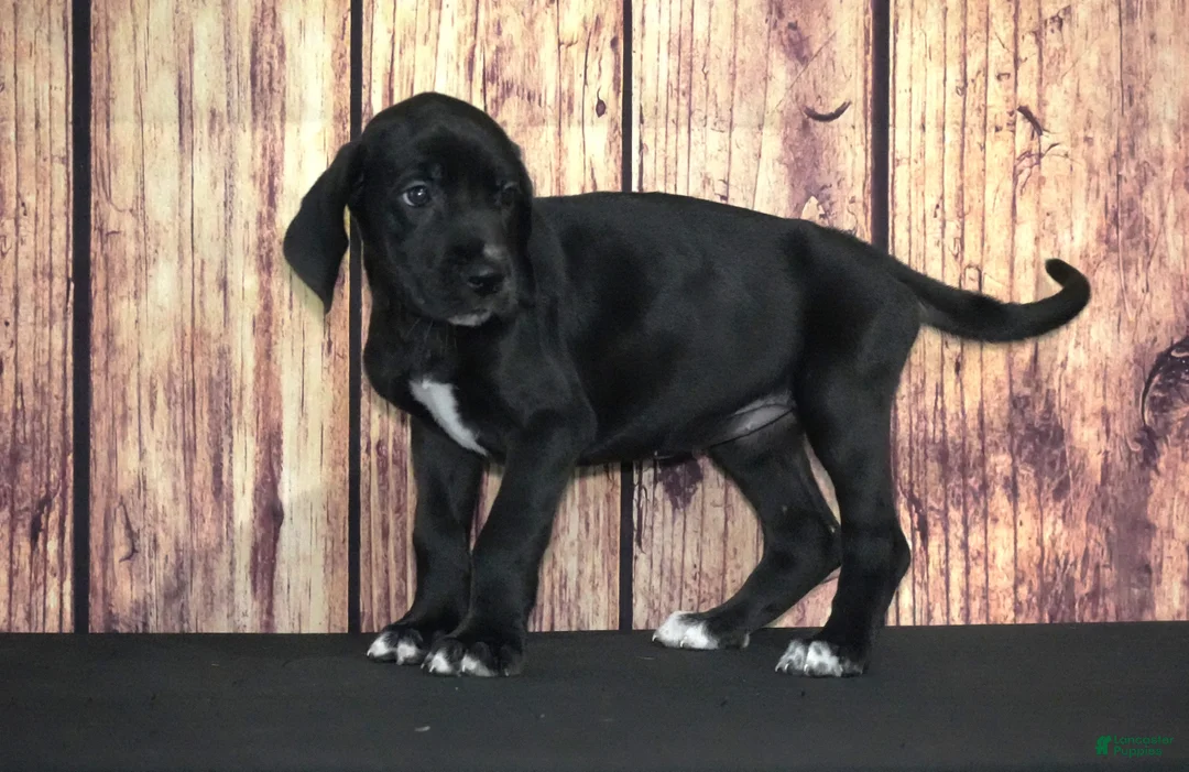 Great Dane dogs for sale: Great Dane 6 - Ad 1