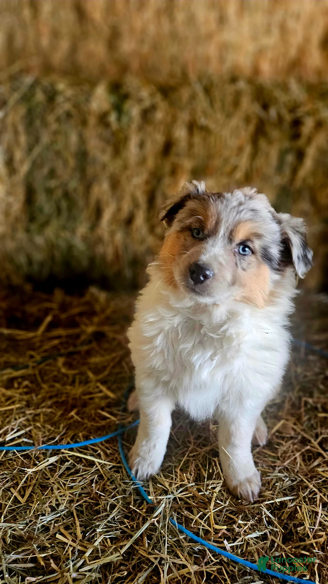 Mixed Breed dogs for sale: Cookie - Ad 4