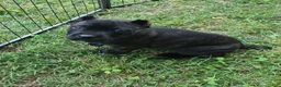 Cane Corso dogs for sale: Reba - Ad 5