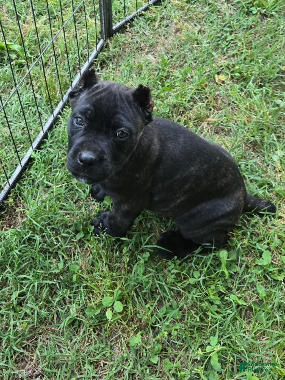 Cane Corso dogs for sale: Reba - Ad 5
