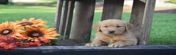 Golden Retriever dogs for sale: Peter - Ad 2
