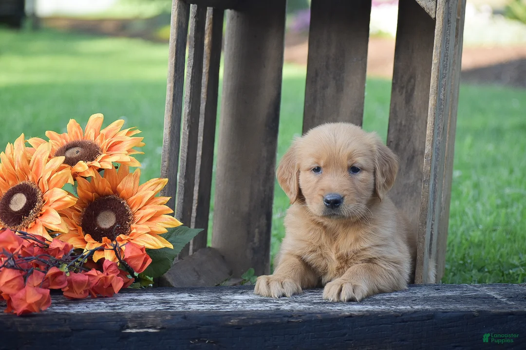 Golden Retriever dogs for sale: Peter - Ad 2