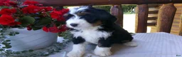 Mini Bernedoodle dogs for sale: Brenda - Ad 3