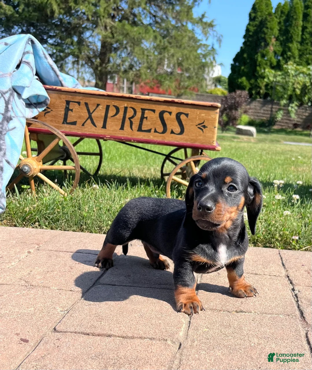 Dachshund dogs for sale: Charlie❤️AKC Registered🐾Text to schedule a playdate - Ad 1