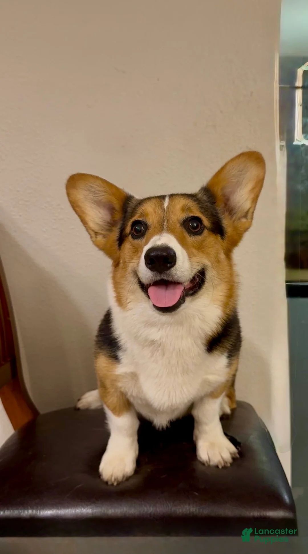 Mixed Breed dogs for sale: Prada - Ad 6