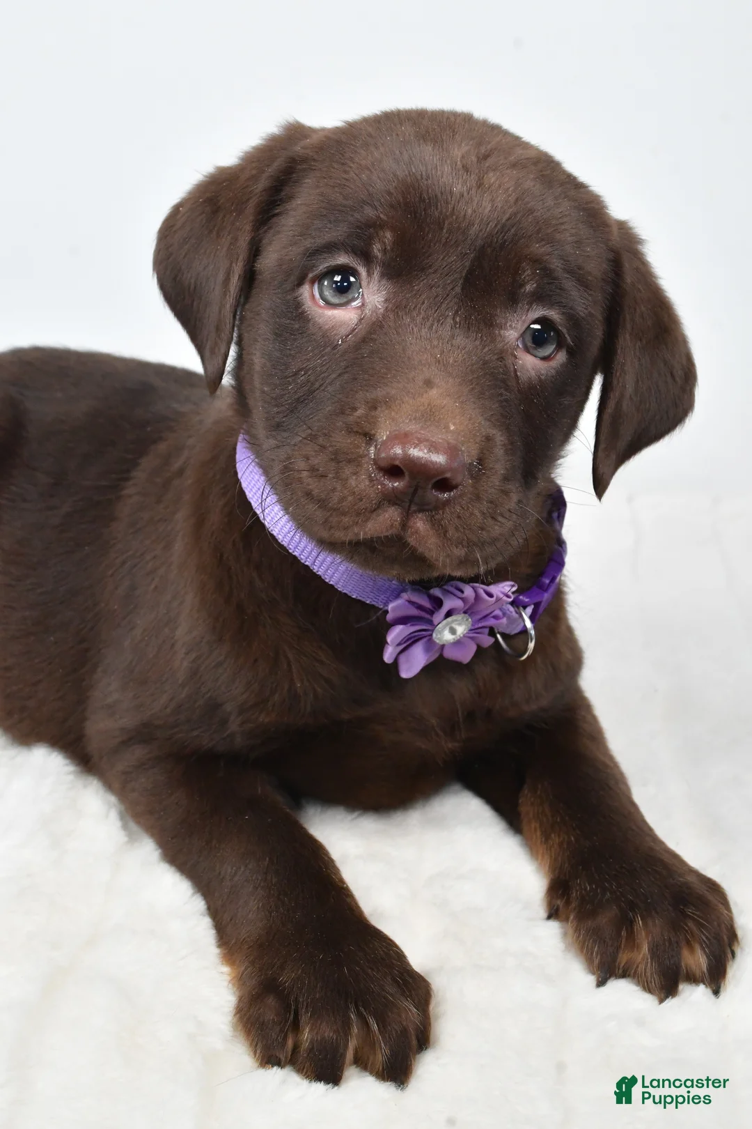 Labrador Retriever dogs for sale: Mindi - Ad 2