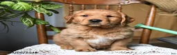 Golden Retriever dogs for sale: Crouton - Ad 3