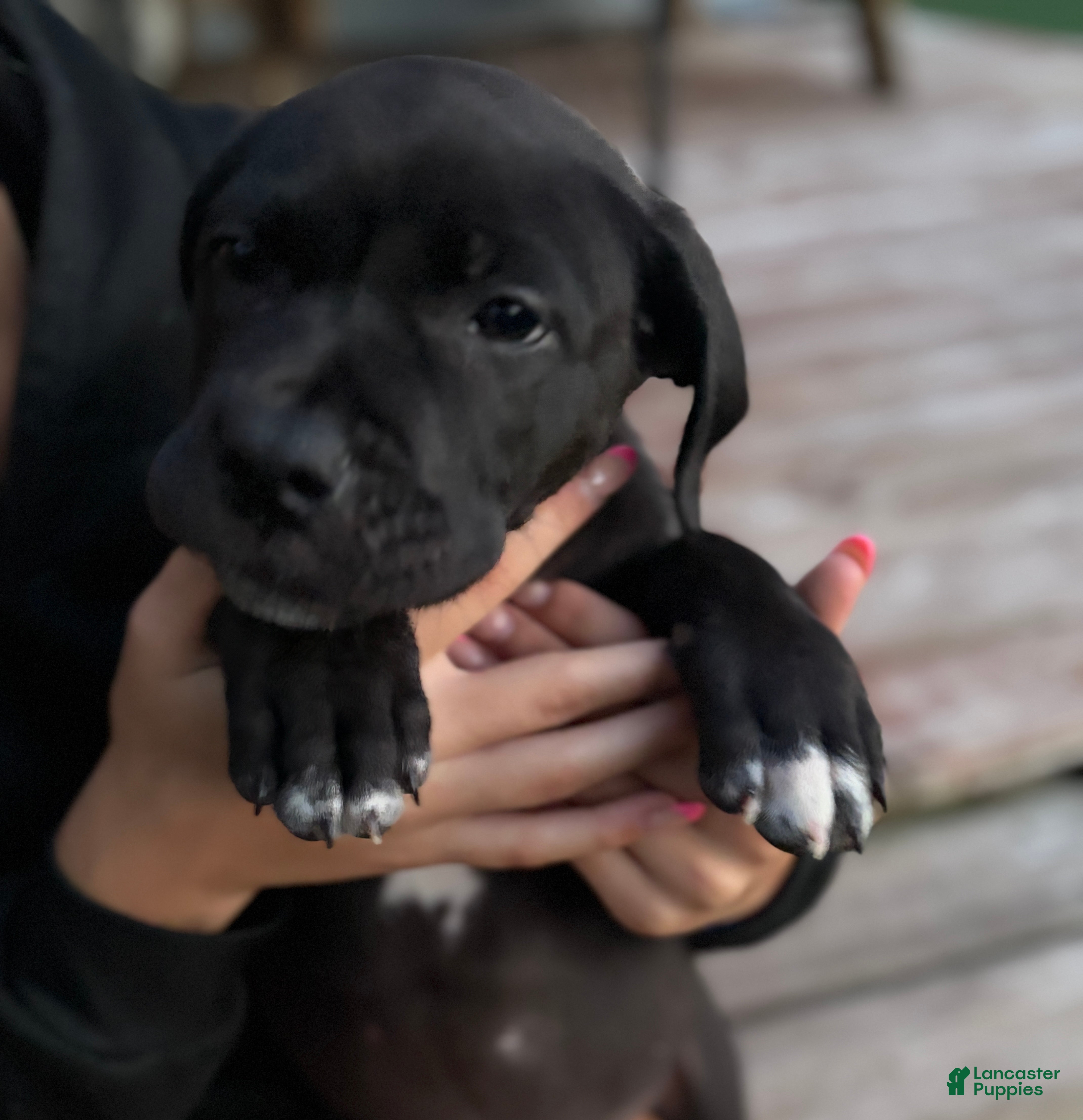 Mixed Breed dogs Puppy 3 - Ad 2